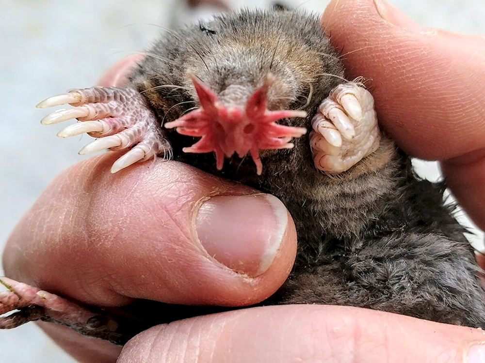 Maulwurfsstargazer