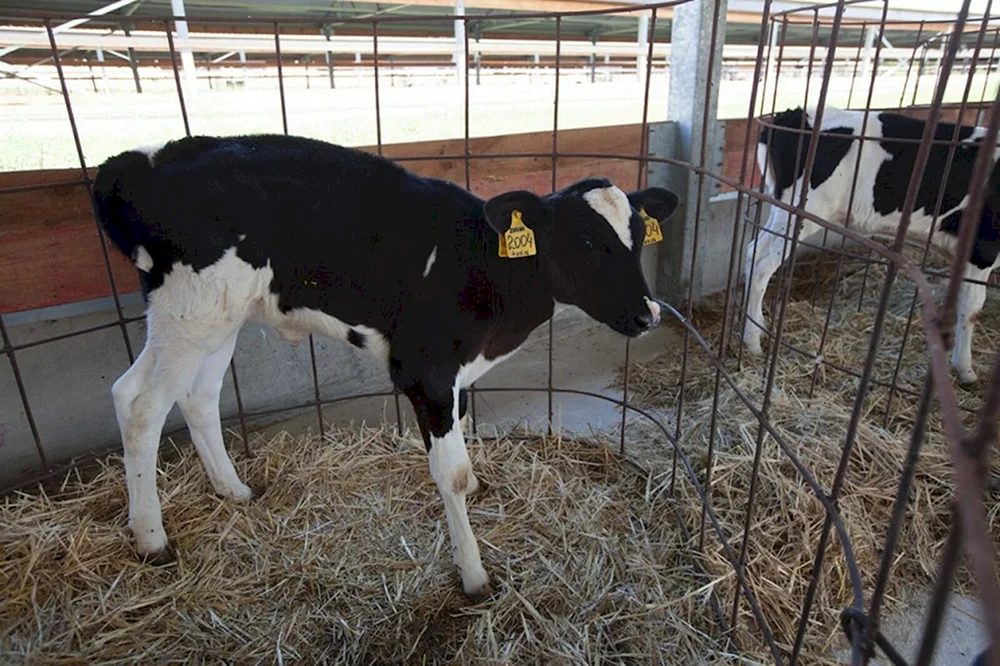 Holstein Rinderrasse