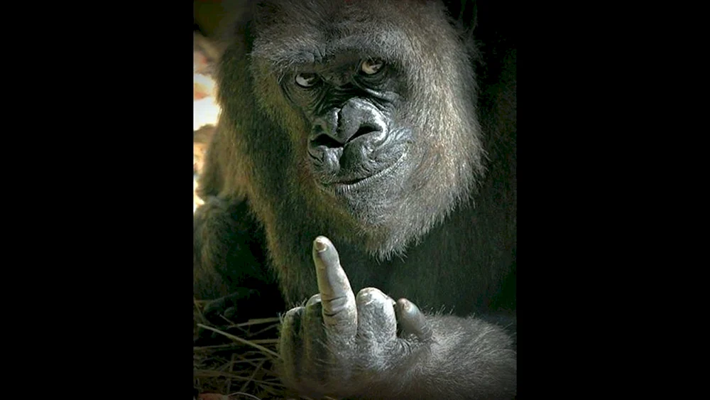 Cooler Affe