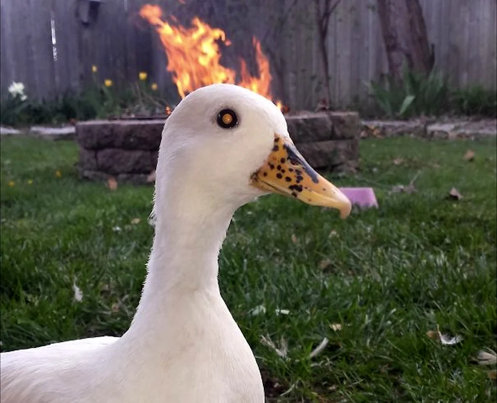Lustige Gans