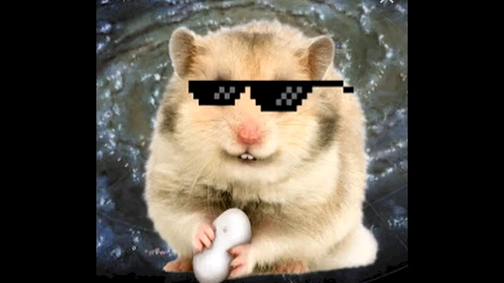 Cooler Hamster