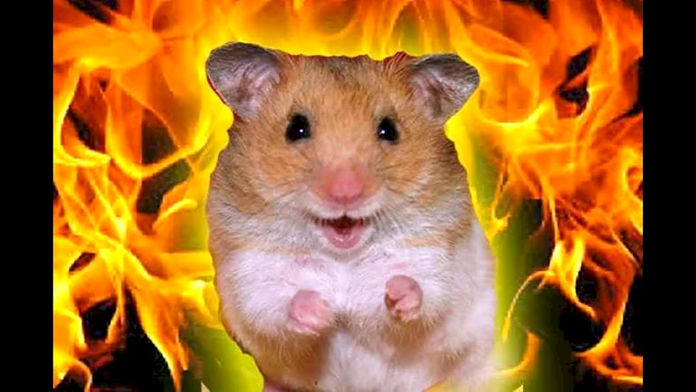 Cooler Hamster