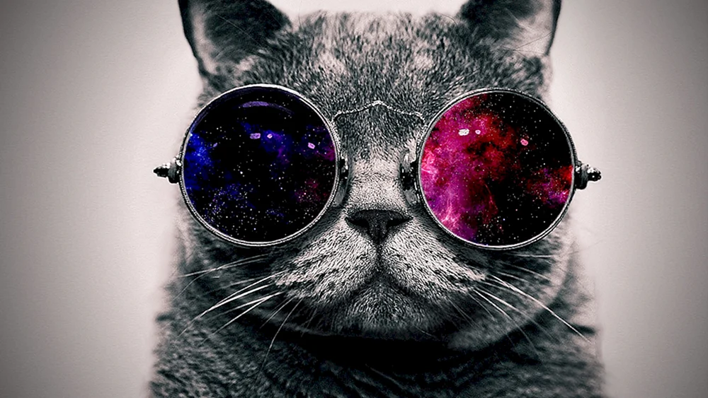 coole Katze