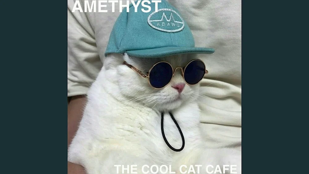 Coole Katze