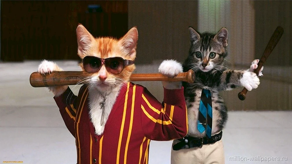 Süße Katze Handyhintergrund