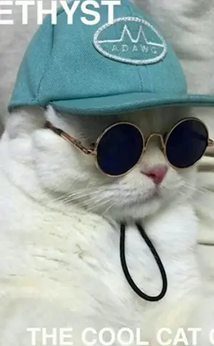 Coole Katze
