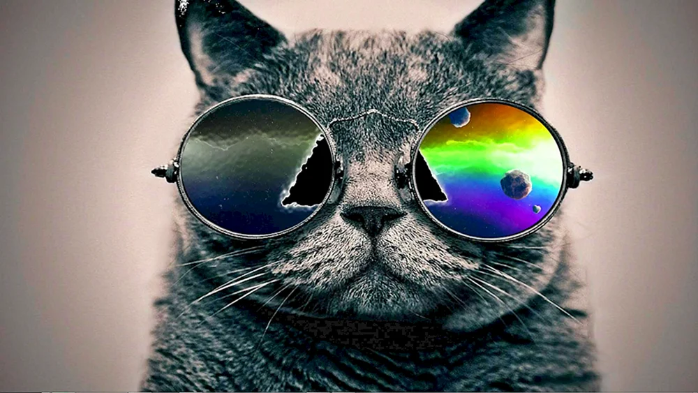 coole Katze