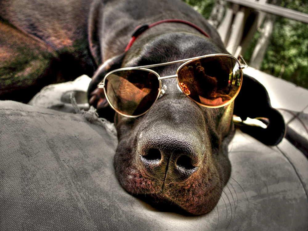 Coole Tiere