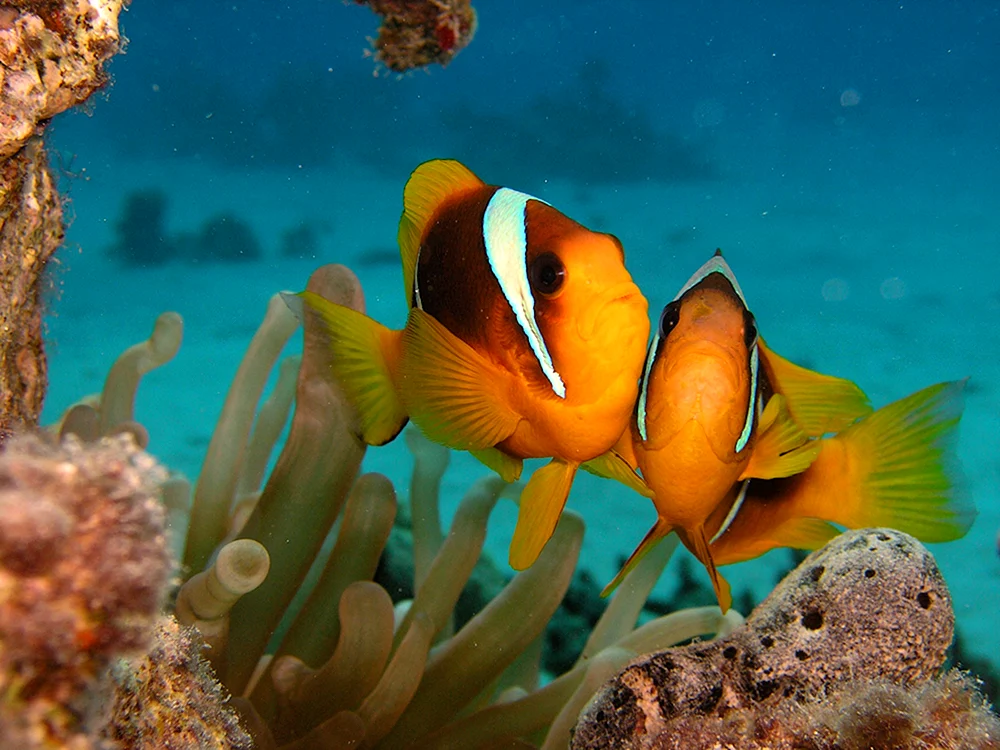 Rotes Meer Riff Fisch Sharm El Sheikh