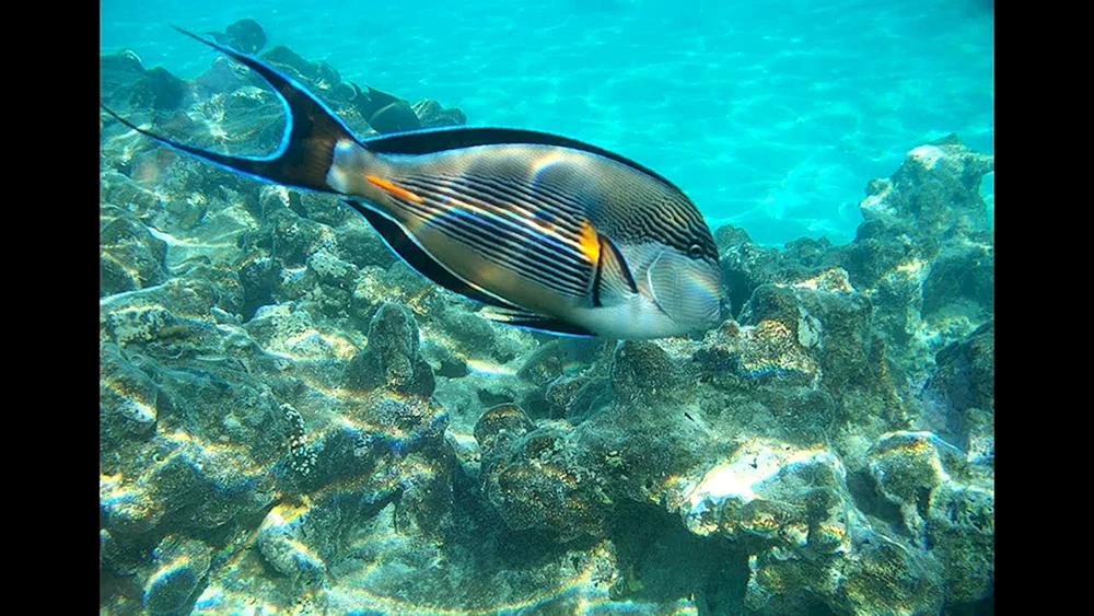 Flügelfische Scharm El Scheich