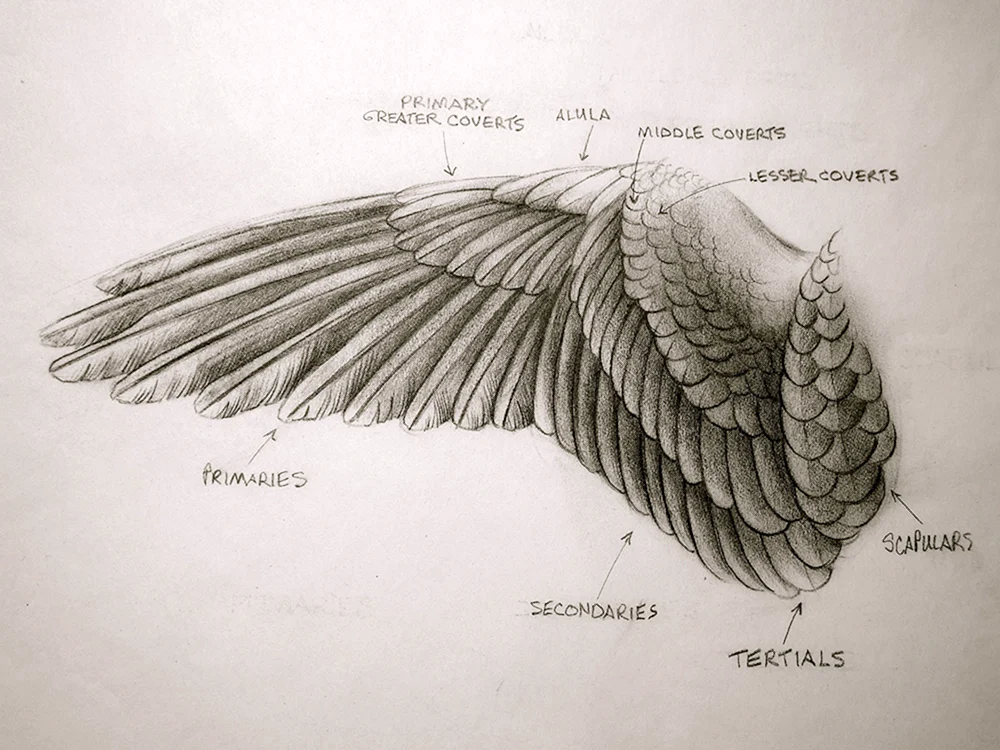 Seraphims Flügel Referenz