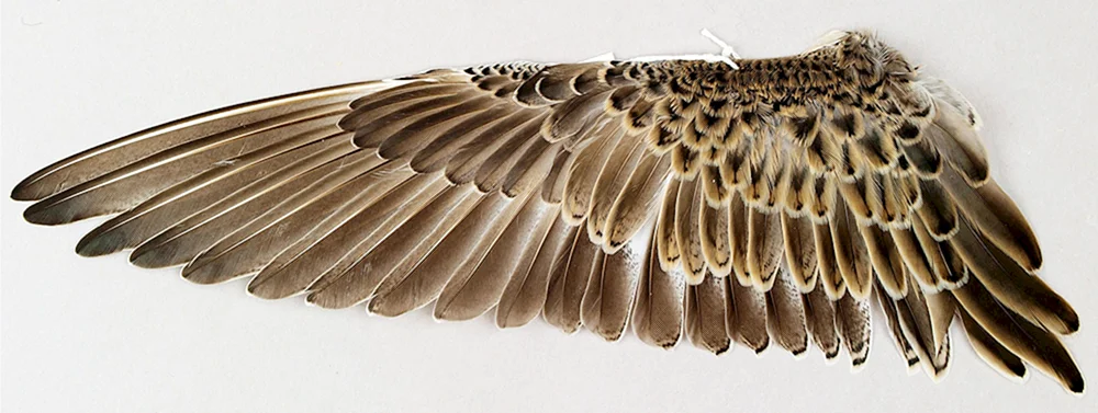 Vogelfedern