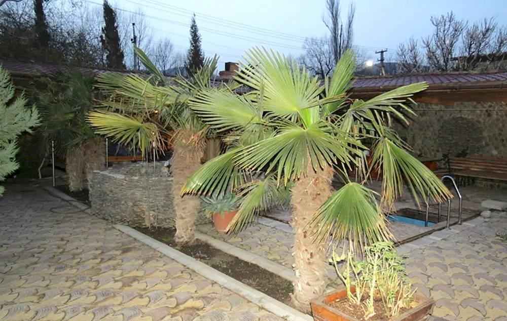 Palmen im Nikitsky Botanischer Garten