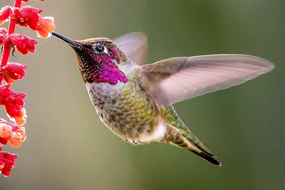 Krümelkolibri