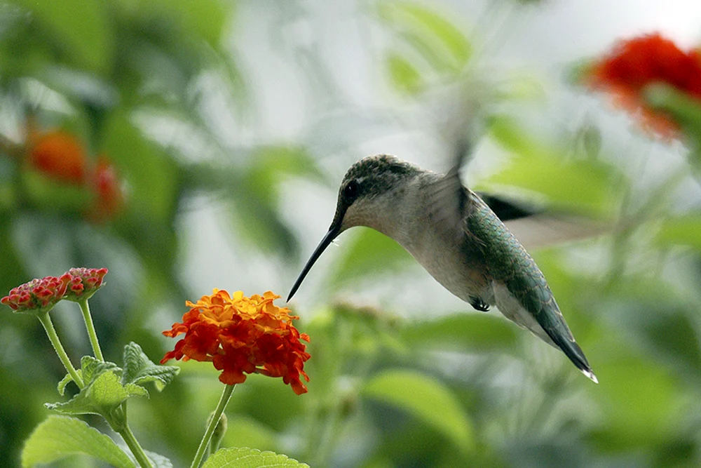 Palmated Hummingbird