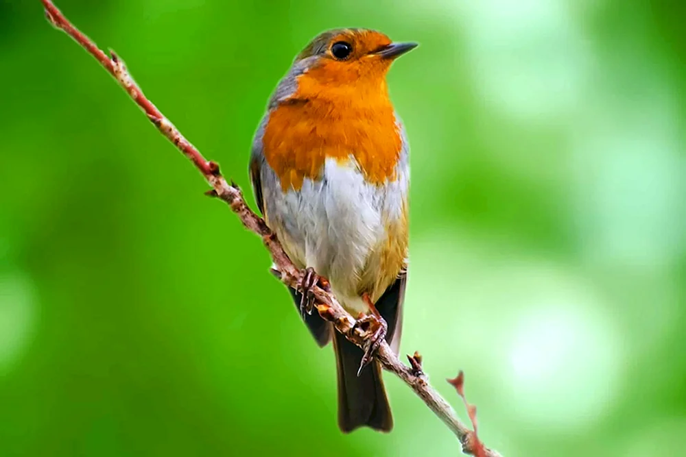 Waldwasserläufer
