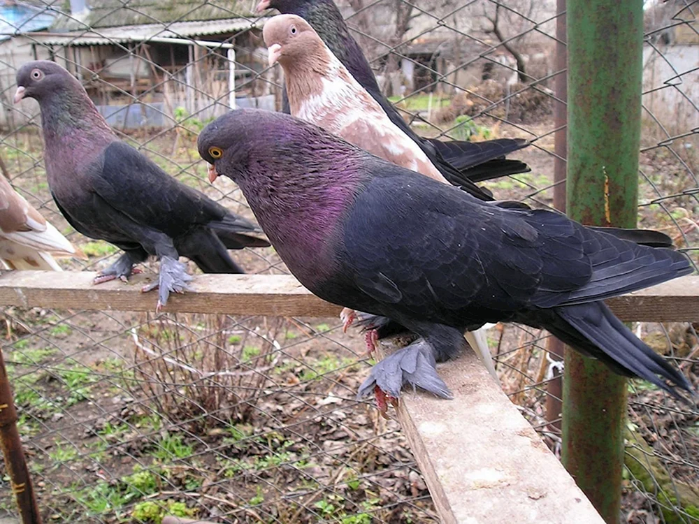 Krim-Taube Dove Dove