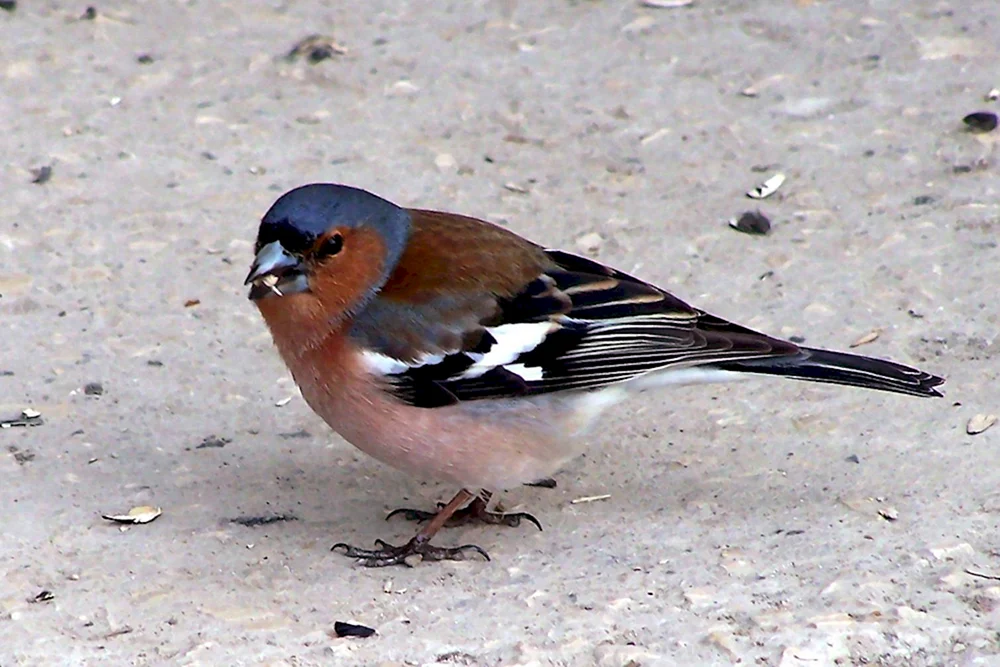 Krim-Vögel. Vögel