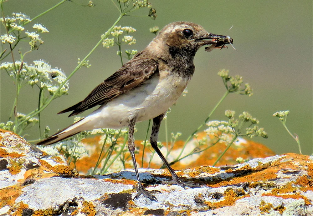 Vögel der Südküste der Krim