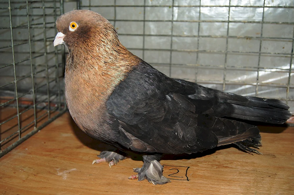 Krim-Taube