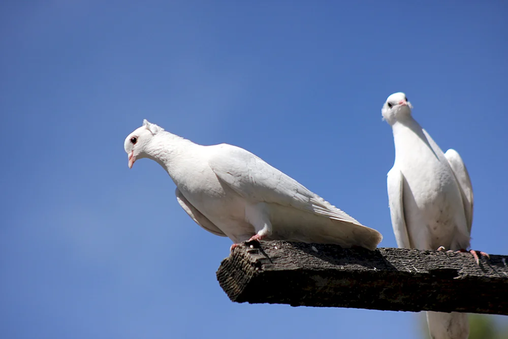 Krim-Taube Dove