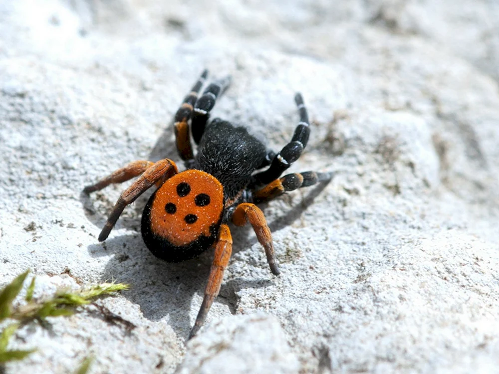 Labyrinthspinne