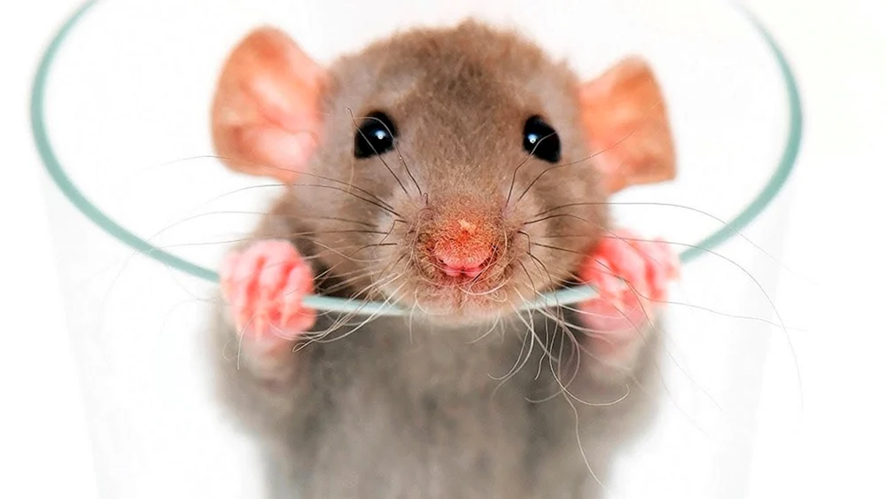 Syrischer Hamster Albino