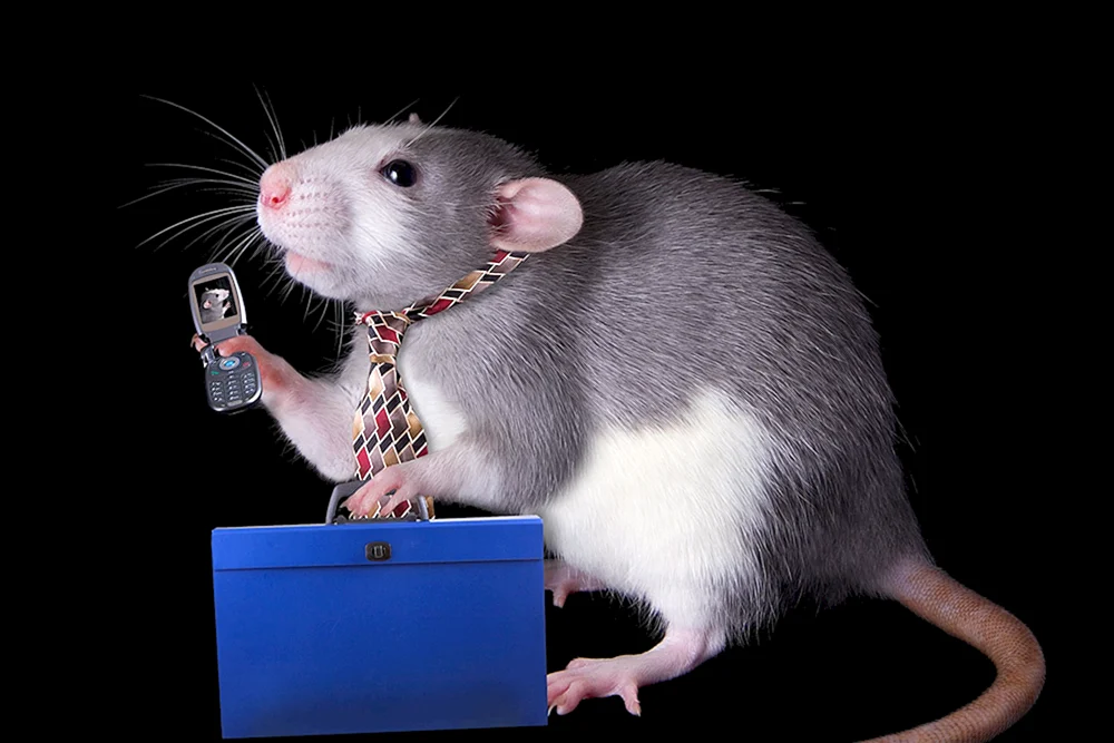 2 Ratten