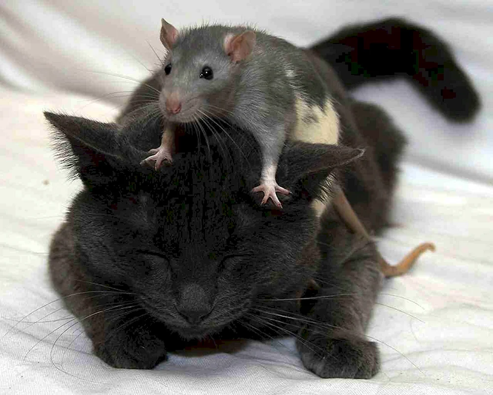 Ratten