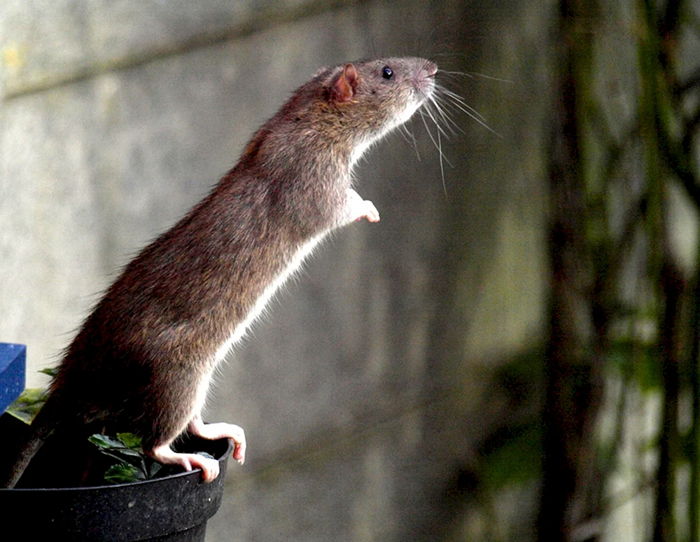 Dumbo Ratte schwarz
