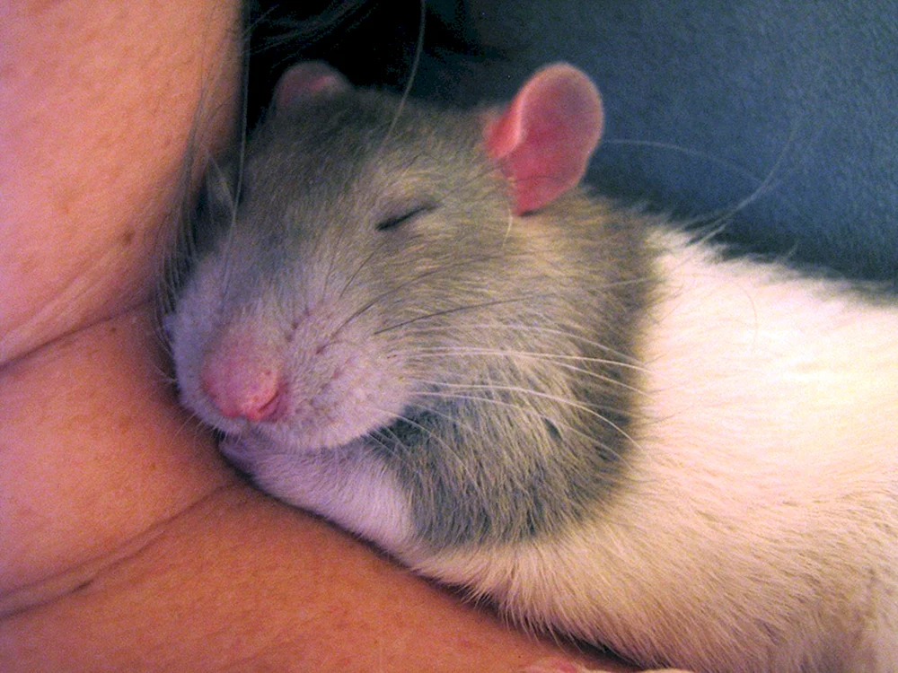 Fette Ratte