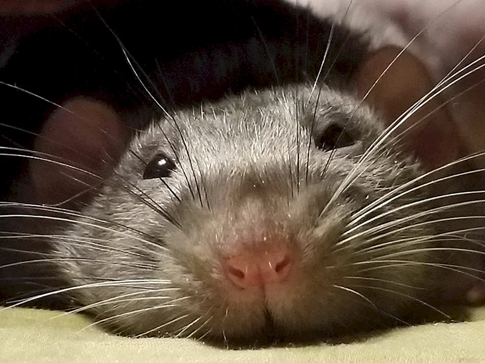 Fette Maus Ratte