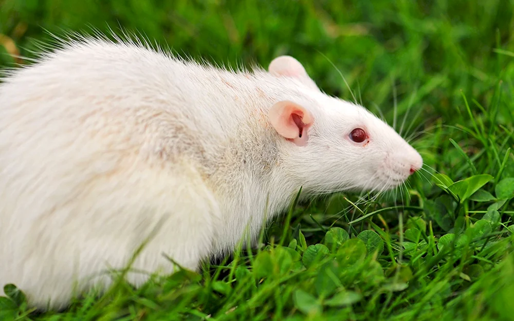 Albino Ratte