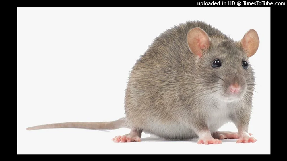 Zwei Mäuse