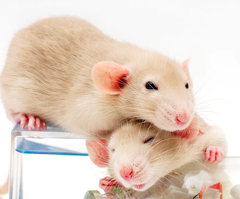 Dumbo Ratte