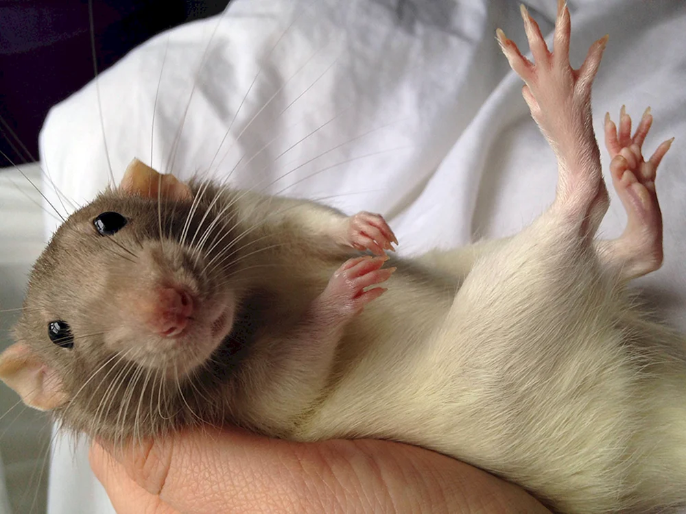 Dumbo Blaunerz