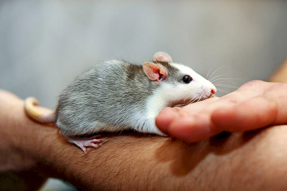 Siamese Dumbo rex
