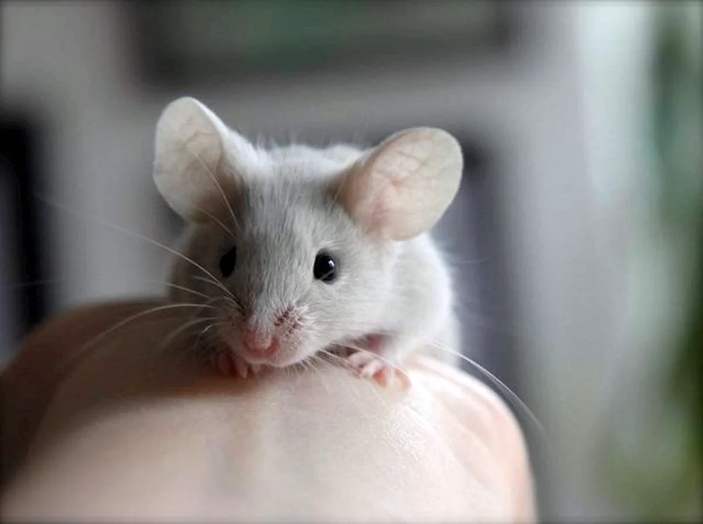 Maus