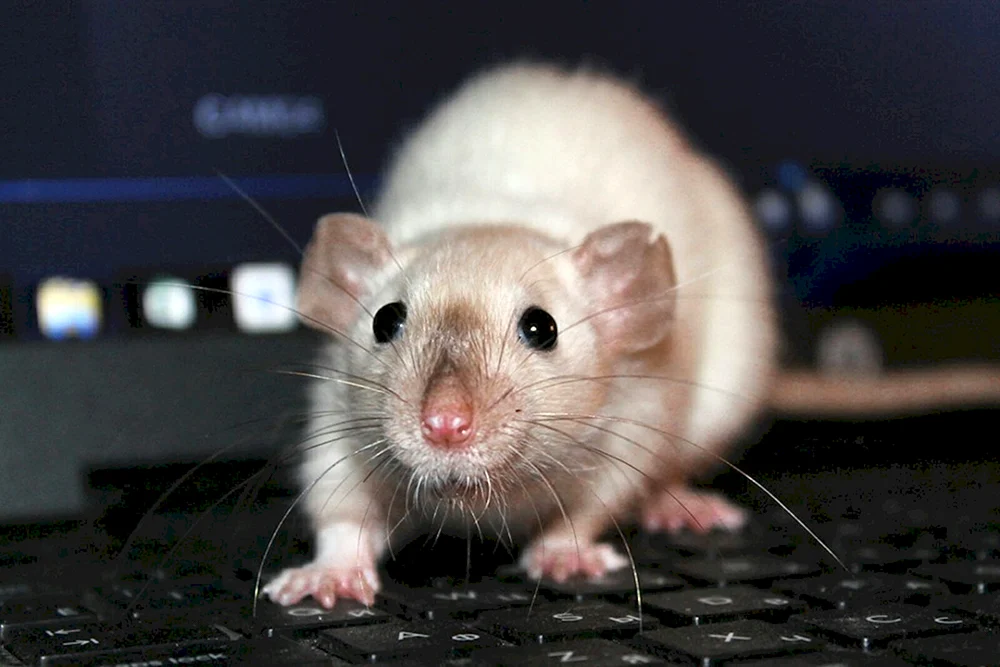 Dumbo Ratte