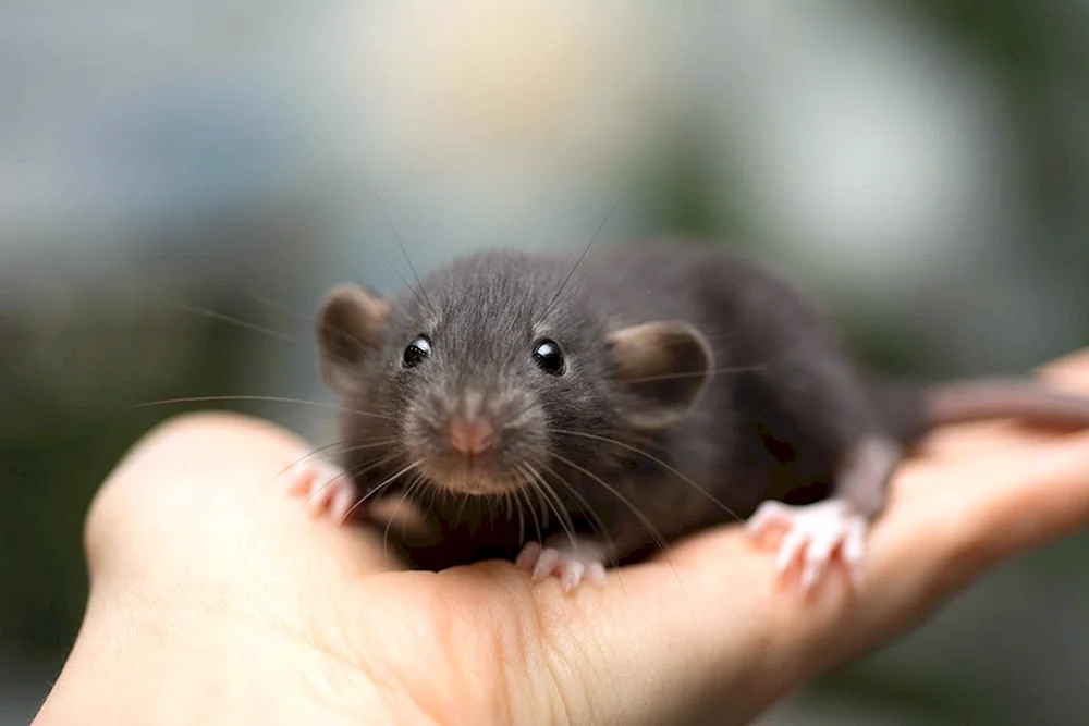 Dumbo Ratte