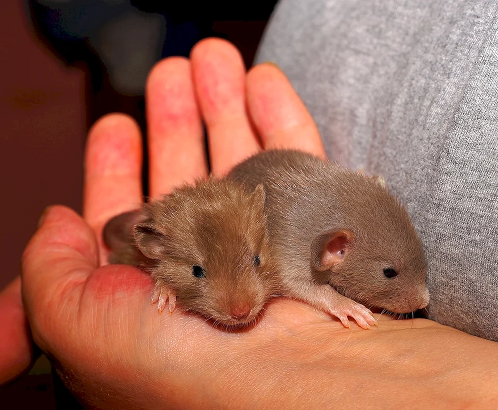 Dumbo Ratte pfirsichfarben