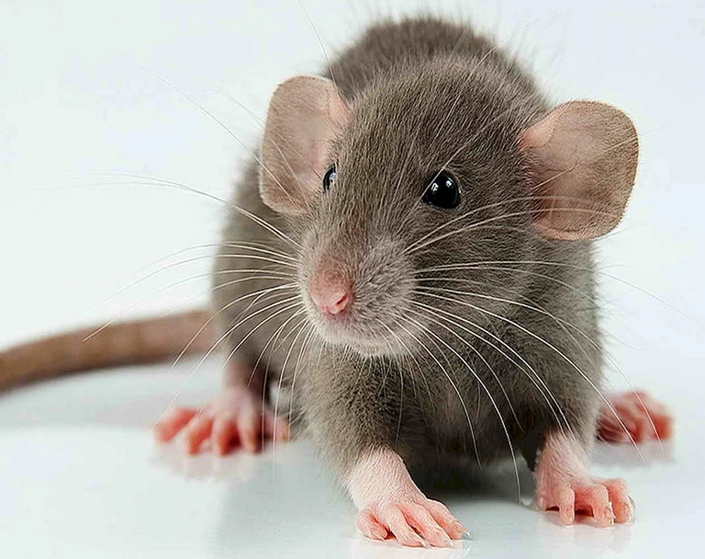 Neugeborene Dumbo Ratten