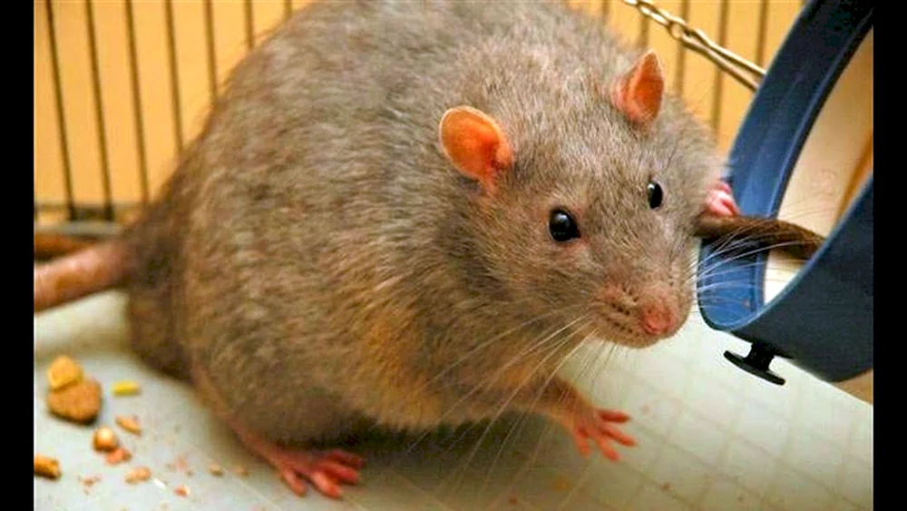 Dumbo Ratte