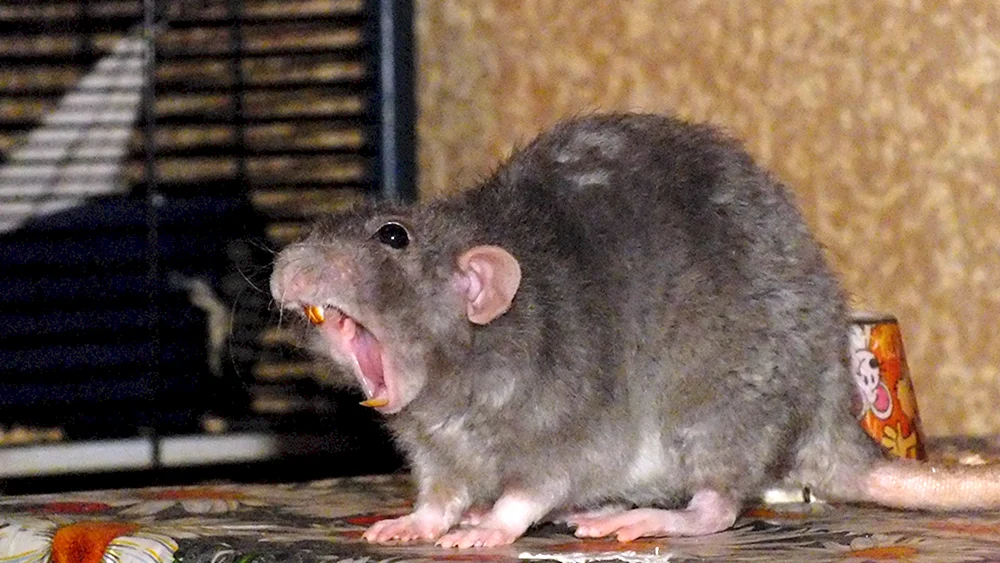 Fette Ratte