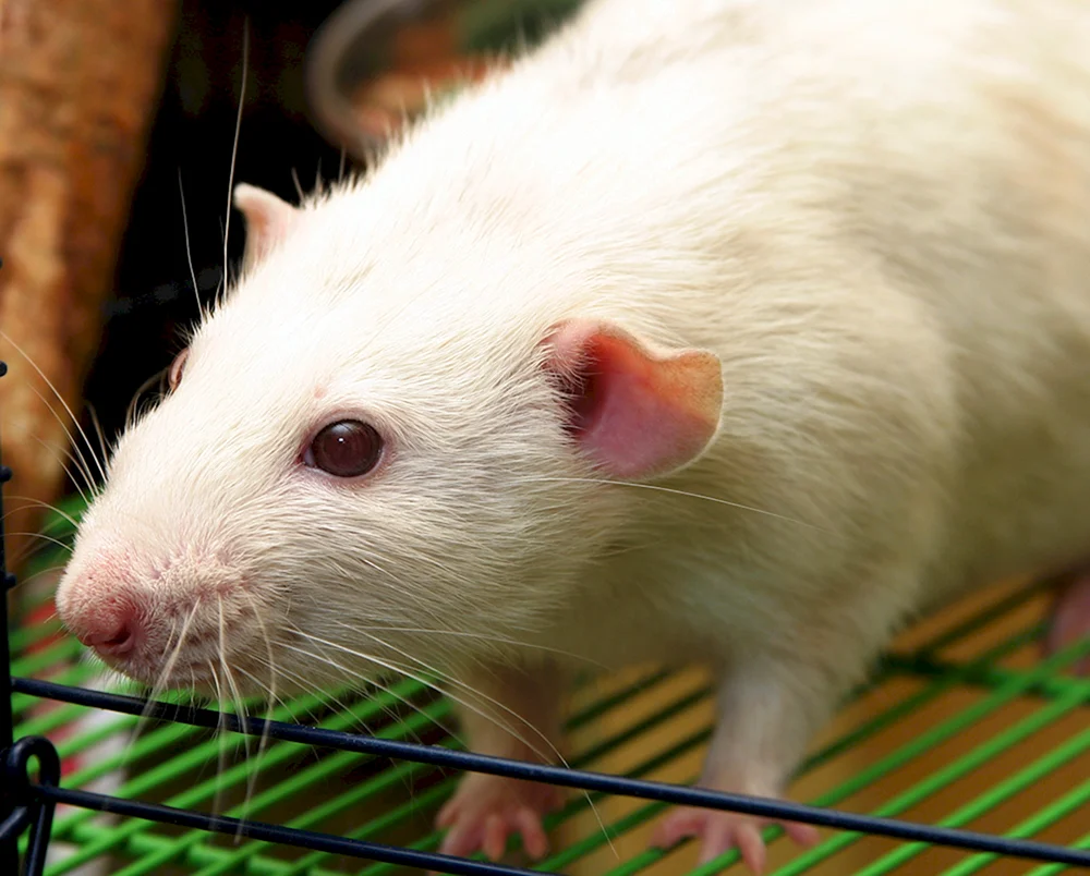 Dumbo Ratte