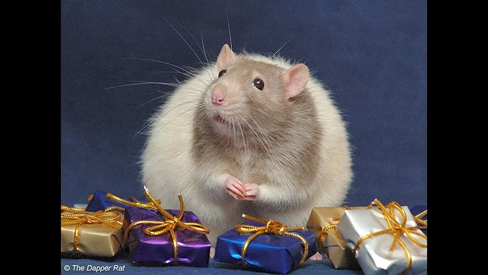 Fette Ratte