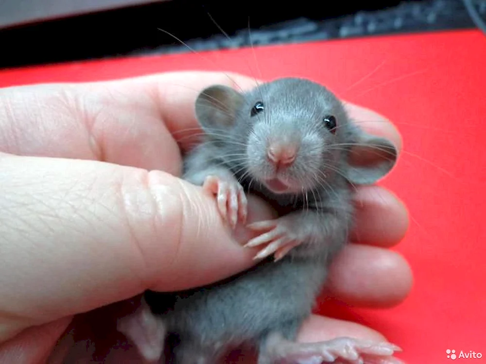 Dumbo Ratte
