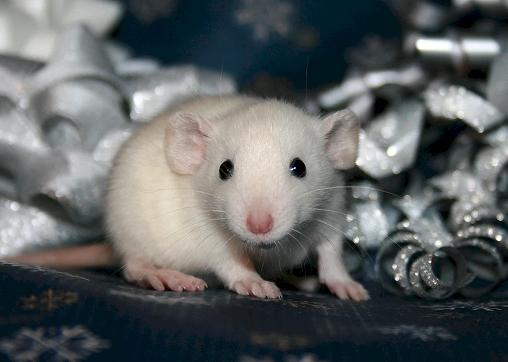 Dumbo Siamese Ratte