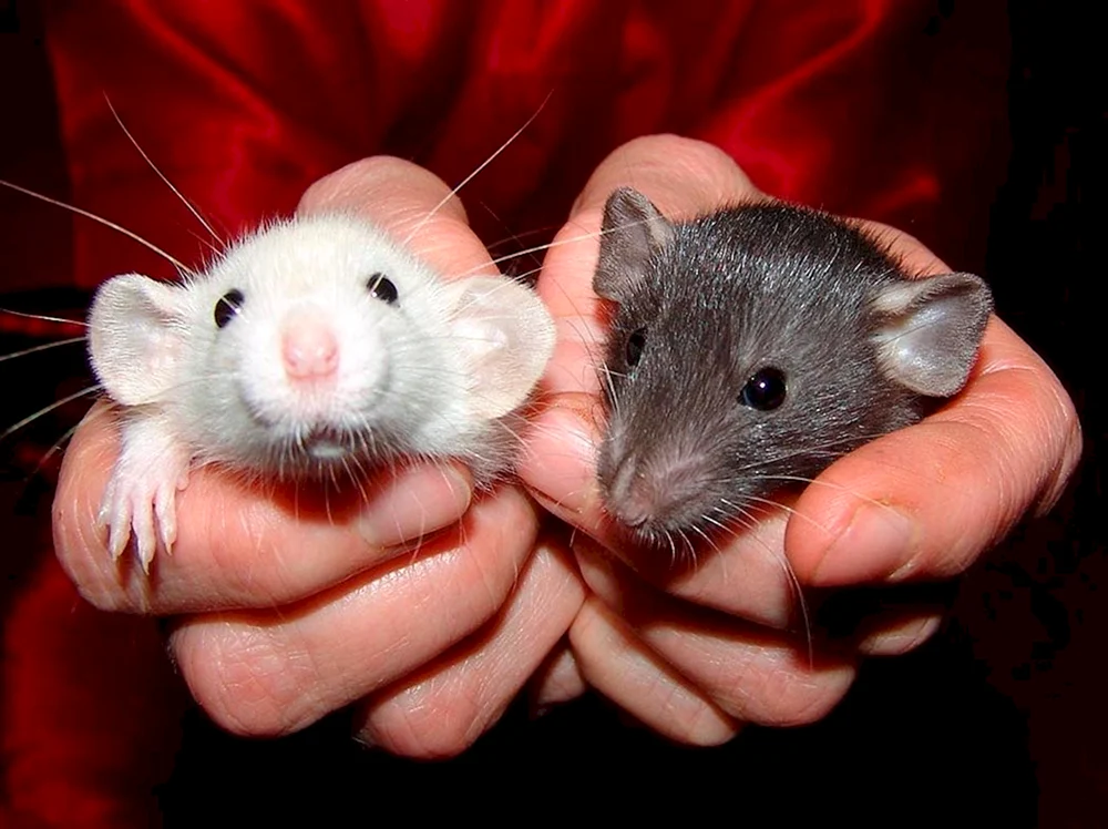 Dumbo Ratte