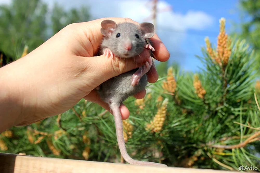 Dumbo Ratte
